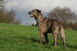 IRISH WOLFHOUND 401